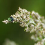 Insekt på buske